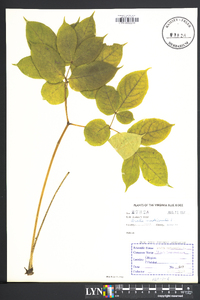 Aralia nudicaulis image