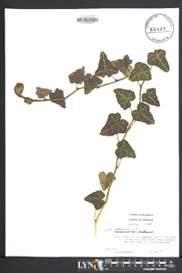 Hedera helix image