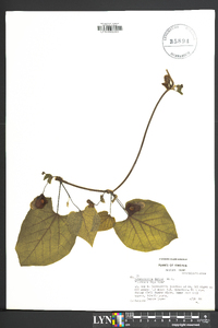 Aristolochia macrophylla image