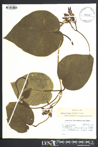 Matelea obliqua image