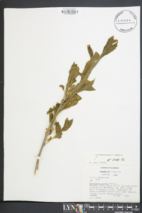 Pyrularia pubera image