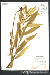 Solidago caesia var. curtisii image