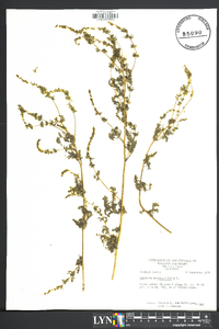 Ambrosia artemisiaefolia image