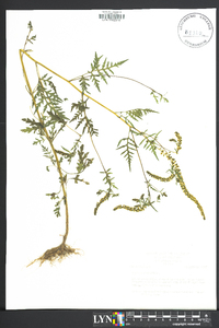 Ambrosia artemisiaefolia image