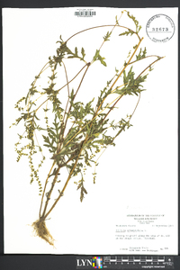 Ambrosia artemisiaefolia image