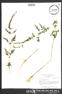 Ambrosia artemisiaefolia image