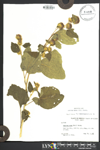 Arctium minus image