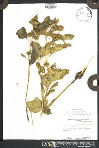 Arctium minus image