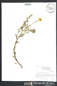 Anthemis arvensis image