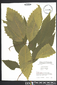 Castanea dentata image