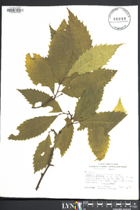 Castanea dentata image