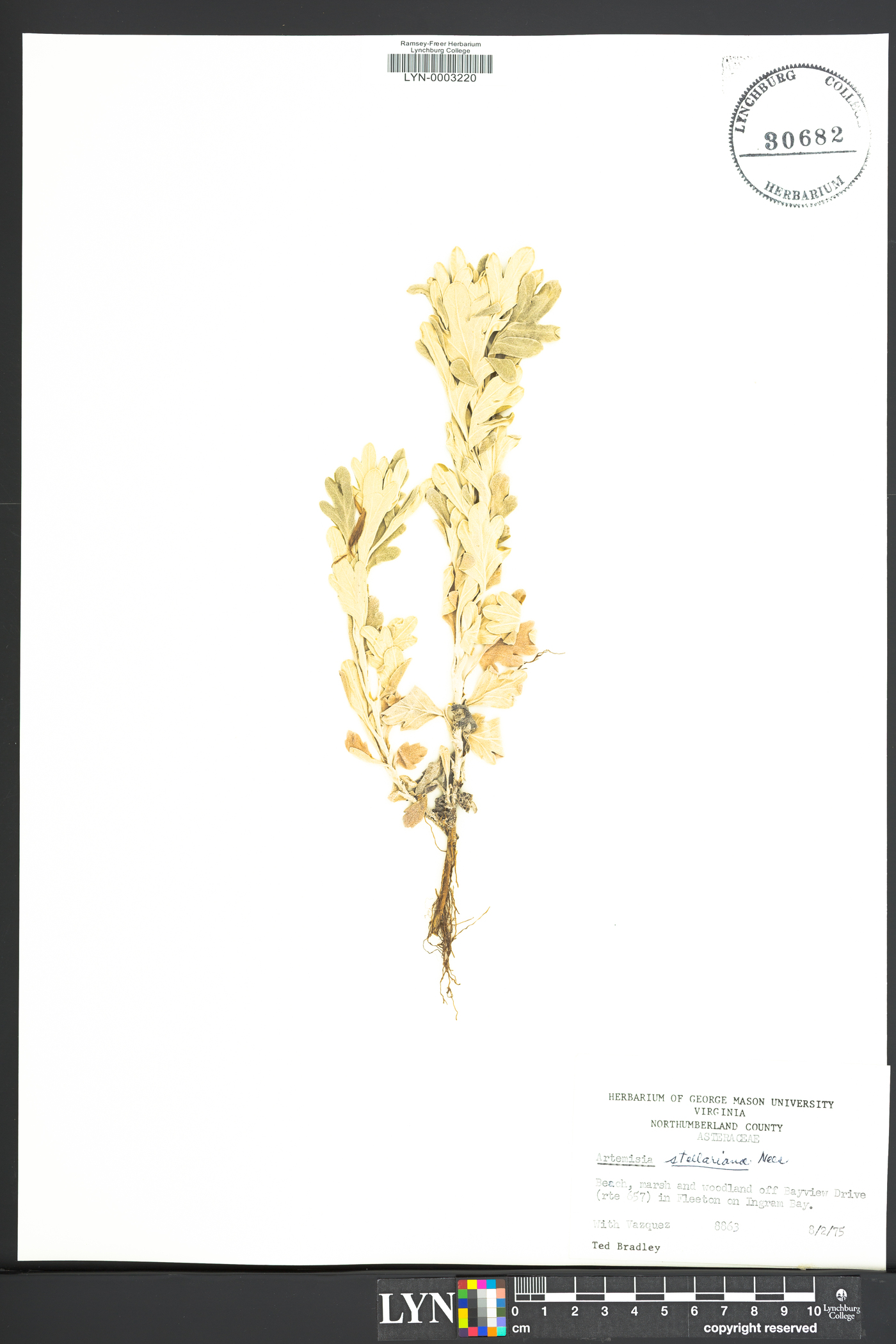 Artemisia stelleriana image