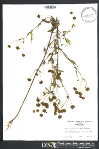 Bidens aristosa image