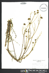 Bidens aristosa image