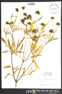 Bidens aristosa image