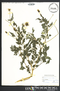 Bidens bipinnata image