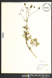 Bidens bipinnata image