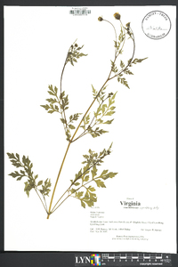 Bidens bipinnata image