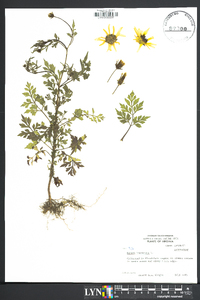 Bidens bipinnata image