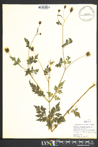 Bidens bipinnata image