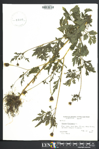 Bidens bipinnata image