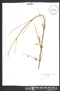 Bidens polylepis image