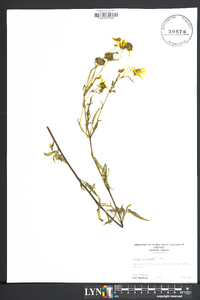 Bidens polylepis image