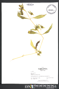 Bidens tripartita image