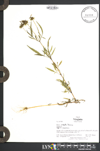 Bidens vulgata image