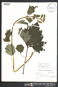 Arnoglossum atriplicifolium image