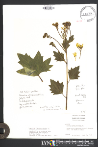 Arnoglossum atriplicifolium image