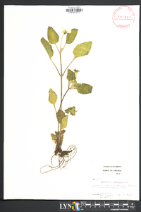 Chrysogonum virginianum image