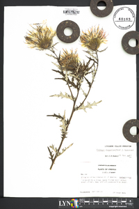 Cirsium discolor image