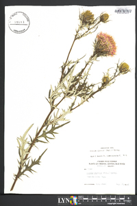 Cirsium discolor image