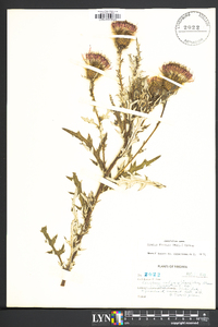 Cirsium discolor image