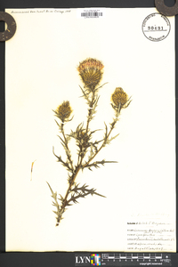 Cirsium discolor image