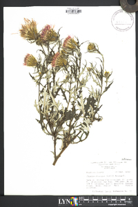 Cirsium discolor image