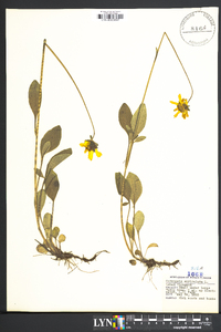 Coreopsis auriculata image