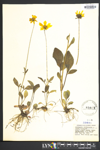 Coreopsis auriculata image