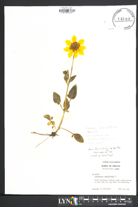 Coreopsis auriculata image