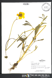 Coreopsis grandiflora image