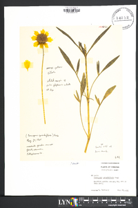 Coreopsis grandiflora image