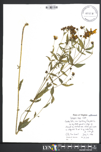 Coreopsis major image