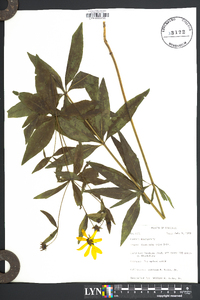 Coreopsis major image