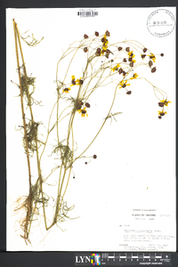 Coreopsis tinctoria image