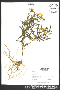 Coreopsis tripteris image