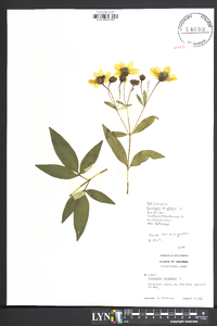 Coreopsis tripteris image