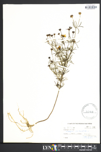 Coreopsis verticillata image