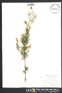 Coreopsis verticillata image