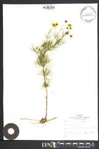 Coreopsis verticillata image